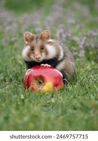 我妈睡觉前给了我一个避孕套 我妈睡觉前给了我一个避孕套