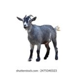 中文字欧洲女性开放视频 44chdfv5