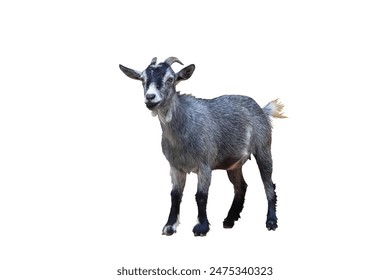 中文字欧洲女性开放视频 中文字欧洲女性开放视频