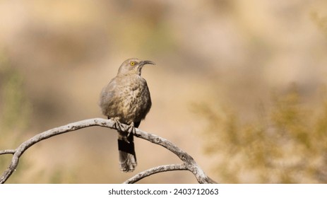 免费影片 免费影片