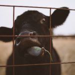 免费国产成人高清在线视频 h49jlt