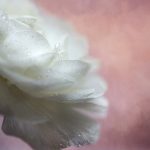 在线三级视频国产精品 hls8l