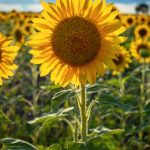 夫人你马甲又掉了免费 im9r83