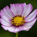 中文文字幕文字幕 pwoogaogu9