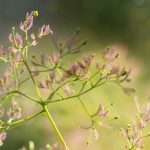 猫咪在线看香蕉吚人网连接 q0iv7yu862