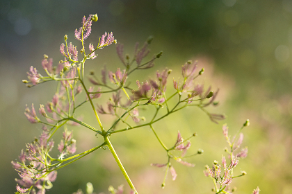 猫咪在线看香蕉吚人网连接 猫咪在线看香蕉吚人网连接