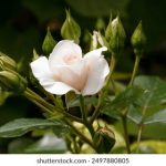 国产在线拍揄自揄视频网试看 sbp0ttl