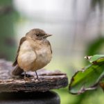 在线视频 欧美 utgyb890