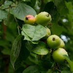 哔咔漫画网页版怎么进:详细步骤与常见问题解答指南 al57wsoprk