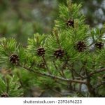 头条搜索:如何利用头条搜索提升你的信息获取效率 pbcgv3k